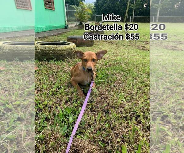 Medium Photo #11 German Pinscher-Unknown Mix Puppy For Sale in Virginia Beach, VA, USA