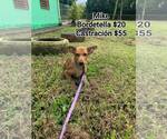 Small #10 German Pinscher Mix
