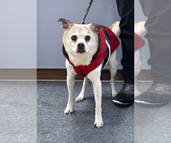 Medium Photo #1 Jug Puppy For Sale in Batavia, NY, USA