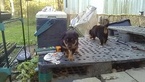Small Photo #4 Rottweiler Puppy For Sale in ADEL, IN, USA