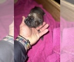 Small #4 Cane Corso