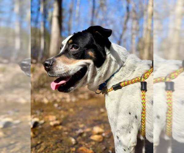 Medium Photo #4 Boxer-Unknown Mix Puppy For Sale in Kennesaw, GA, USA