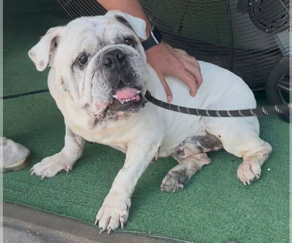 Medium Photo #3 Bulldog Puppy For Sale in Sanford, FL, USA