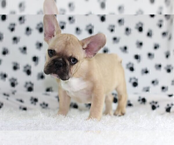 Medium Photo #2 French Bulldog Puppy For Sale in BOYNTON BEACH, FL, USA