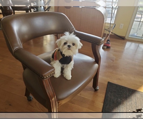Medium Photo #1 Maltipoo (Toy) Puppy For Sale in MISSION VIEJO, CA, USA