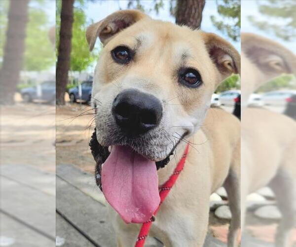 Medium Photo #2 Staffordshire Bull Terrier-Unknown Mix Puppy For Sale in Woodland, CA, USA