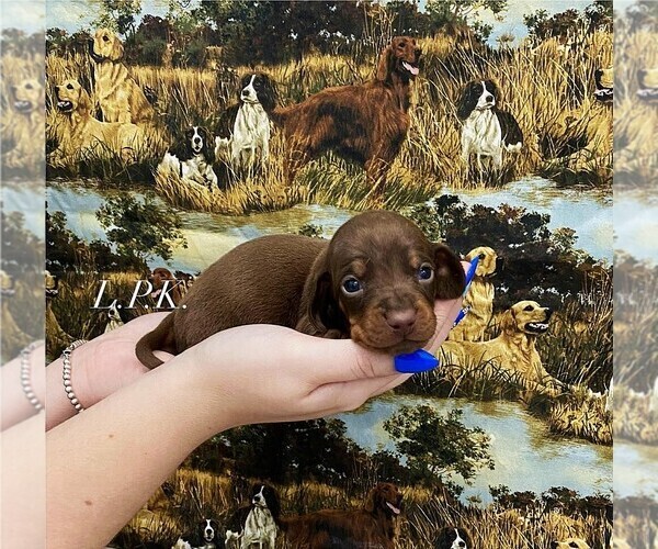 Medium Photo #1 Dachshund Puppy For Sale in WINNSBORO, LA, USA