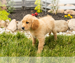 Small #2 Golden Cavadoodle