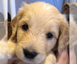 Goldendoodle Puppy for sale in MONROE, GA, USA