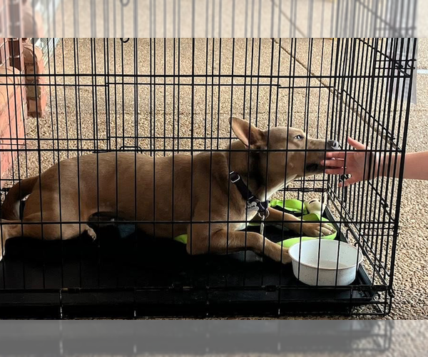 Medium Photo #3 Australian Kelpie-Weimaraner Mix Puppy For Sale in Decatur, GA, USA