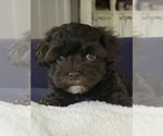 Puppy Puppy 4 Havanese