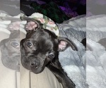 Small Photo #9 Boston Terrier Puppy For Sale in ROUND LAKE, IL, USA