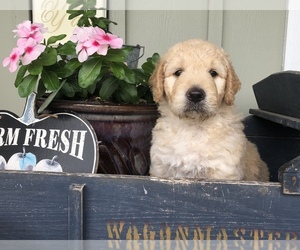 Goldendoodle Puppy for Sale in CEDAR HILL, Texas USA