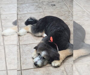 Bernese Mountain Dog-Unknown Mix Dogs for adoption in Tenafly, NJ, USA