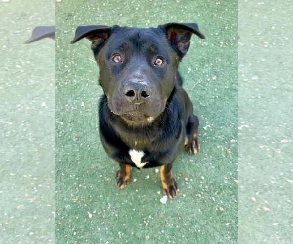 Medium Photo #6 Rottweiler-Unknown Mix Puppy For Sale in Woodland, CA, USA