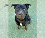 Small #5 Rottweiler Mix
