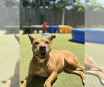 Small #2 American Pit Bull Terrier Mix