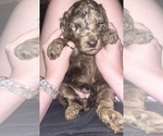 Puppy Hot pink Labradoodle-Poodle (Standard) Mix