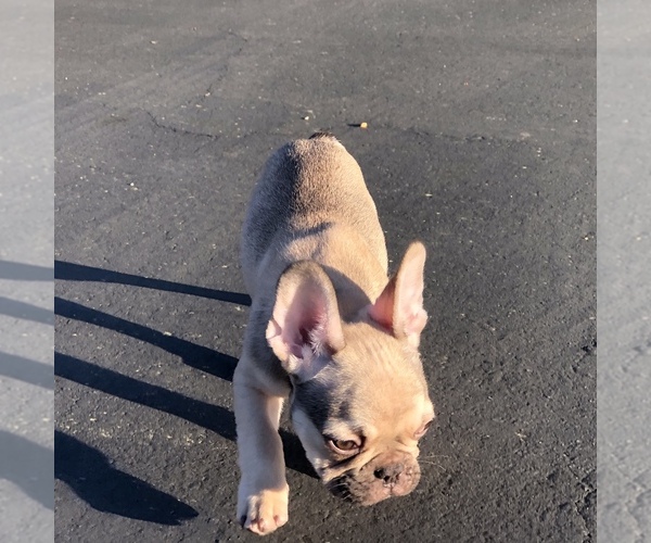 Medium Photo #3 French Bulldog Puppy For Sale in POTTER VALLEY, CA, USA