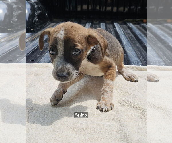 Medium Photo #1 Black Mouth Cur-Unknown Mix Puppy For Sale in Corinth, MS, USA
