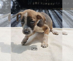 Black Mouth Cur-Unknown Mix Dogs for adoption in Corinth, MS, USA
