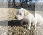 Small Photo #7 Labrador Retriever Puppy For Sale in MENAHGA, MN, USA