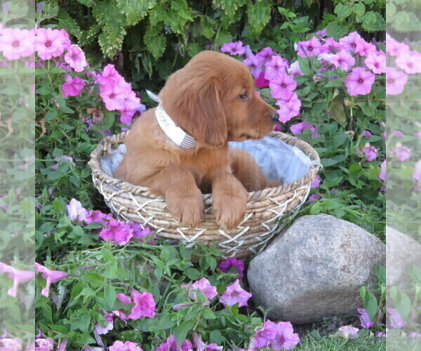 Medium Photo #55 Golden Retriever Puppy For Sale in THORP, WI, USA