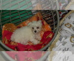 Small Photo #6 Maltese Puppy For Sale in PATERSON, NJ, USA