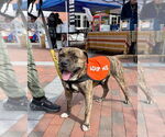 Small #6 American Staffordshire Terrier