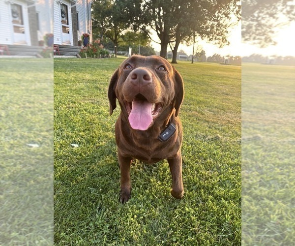 Medium Photo #1 Labrador Retriever Puppy For Sale in WALDRON, MI, USA