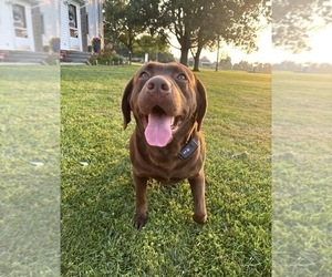 Father of the Labrador Retriever puppies born on 07/28/2026