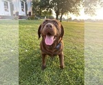 Small Photo #1 Labrador Retriever Puppy For Sale in WALDRON, MI, USA