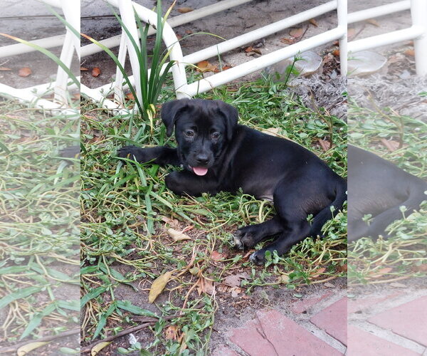 Medium Photo #1 Labrador Retriever-Unknown Mix Puppy For Sale in Sanford, FL, USA