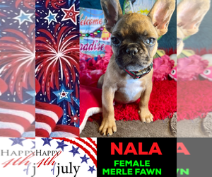 French Bulldog Puppy for sale in HEATHROW, FL, USA