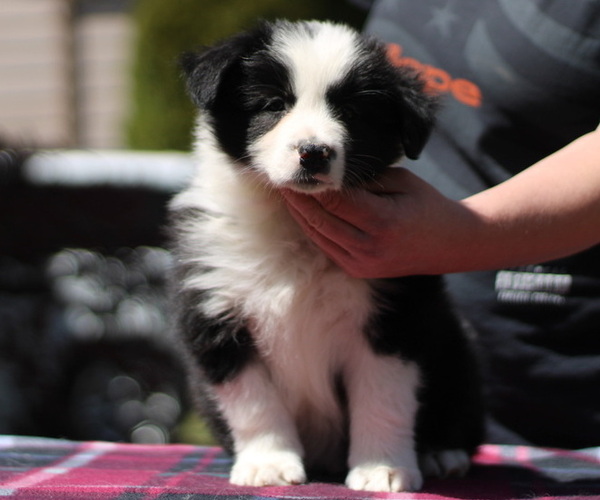 Medium Photo #2 Border Collie Puppy For Sale in BRYANTOWN, MD, USA