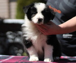 Small Photo #2 Border Collie Puppy For Sale in BRYANTOWN, MD, USA