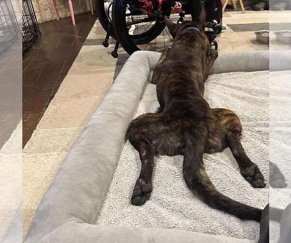 Medium Photo #4 Holland Shepherd Puppy For Sale in Imlay City, MI, USA