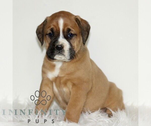 Medium Photo #4 Boxador Puppy For Sale in NEW HOLLAND, PA, USA