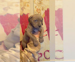 Puppy Harmony American Bully-Cane Corso Mix