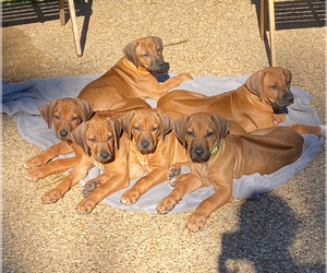 Rhodesian Ridgeback Litter for sale in KELLER, TX, USA