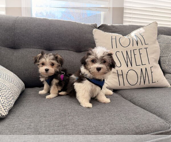 Medium Photo #4 Havanese Puppy For Sale in St. Louis Park, MN, USA