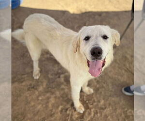 Great Pyrenees-Unknown Mix Dogs for adoption in Hamilton, MT, USA