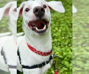 Moose - Male Jack Russell Terrier-Unknown Mix Dog for Adoption - Photo #2