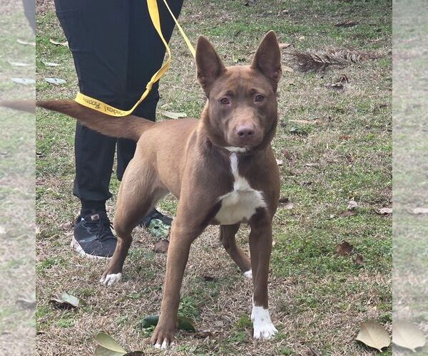 Medium Photo #2 Mutt Puppy For Sale in Yardley, PA, USA