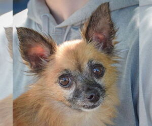 Chihuahua-Unknown Mix Dogs for adoption in Huntley, IL, USA