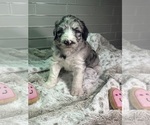Small Photo #6 Sheepadoodle Puppy For Sale in BROOKSVILLE, FL, USA
