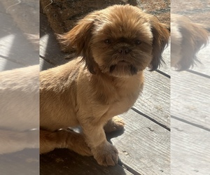Mother of the Shih Tzu puppies born on 08/26/2026