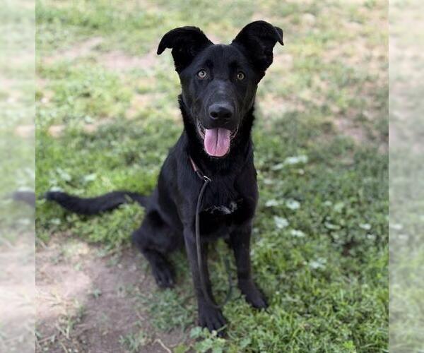 Medium Photo #1 German Shepherd Dog-Unknown Mix Puppy For Sale in Modesto, CA, USA