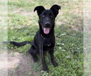 German Shepherd Dog-Unknown Mix Dogs for adoption in Modesto, CA, USA