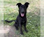 Small German Shepherd Dog Mix